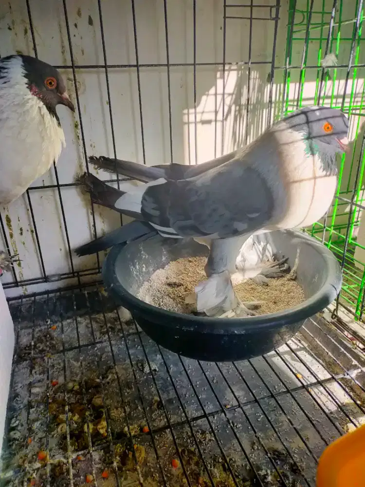 Merpati hias sepasang gondok Hanna poter