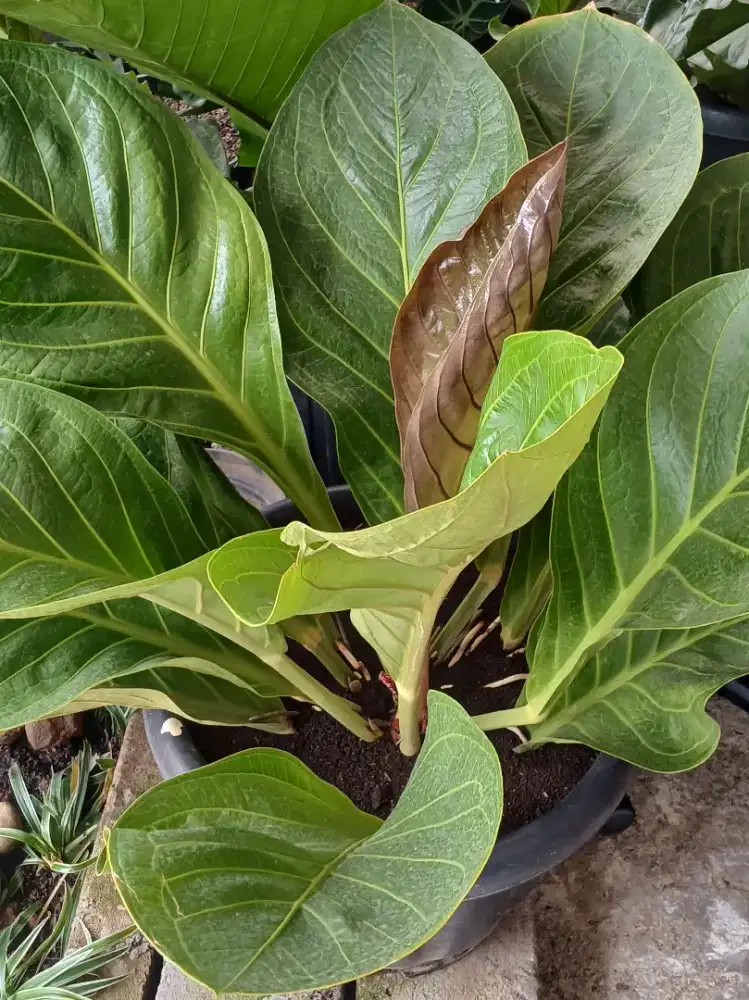 Anthurium Jemani Cobra