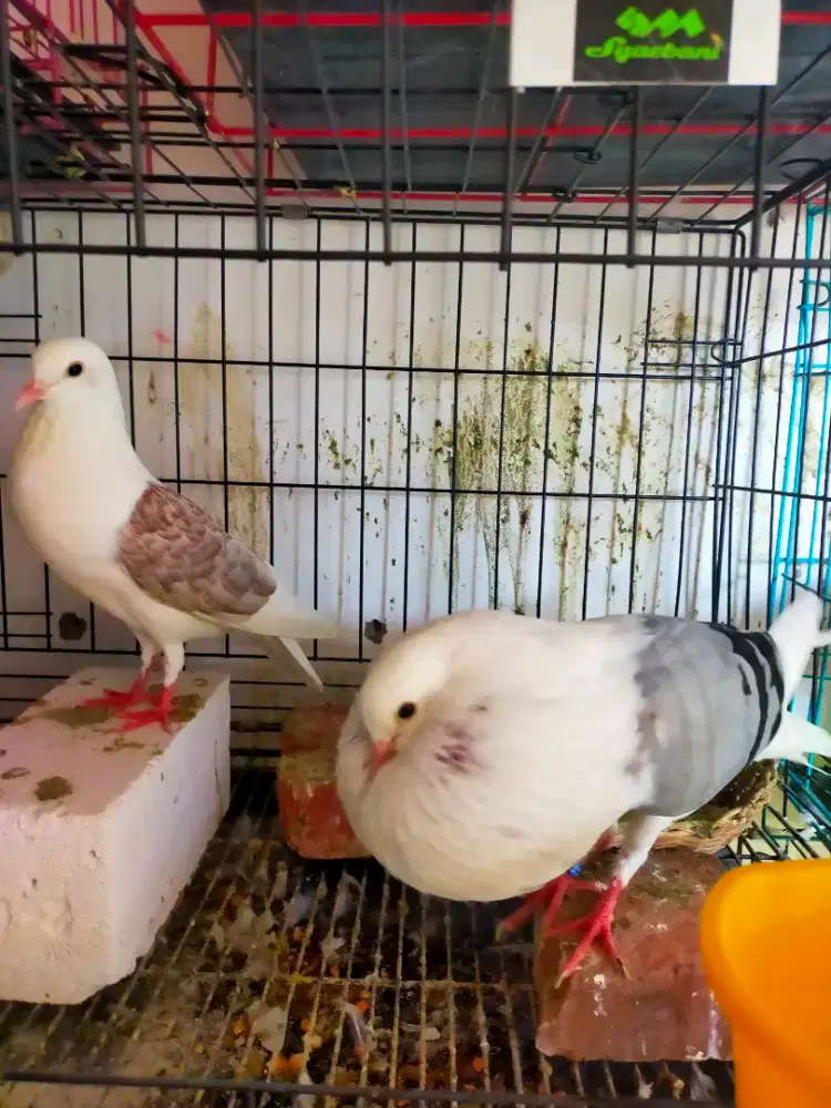 Merpati hias jenis gondok vorbuk sepasang