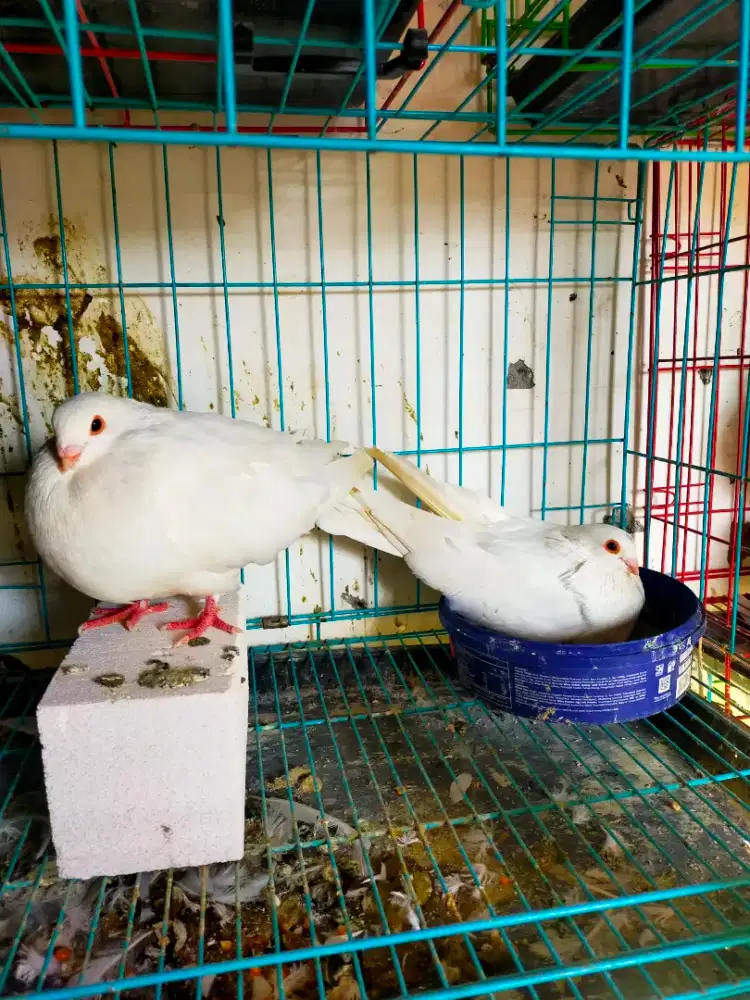 Merpati hias sepasang egypt