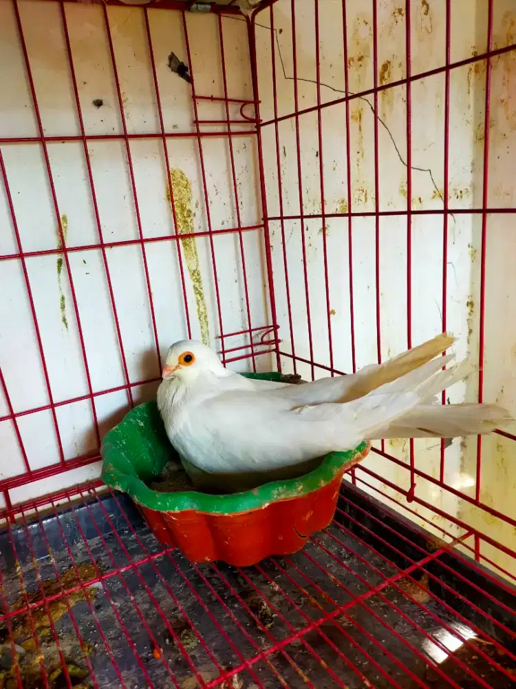 Merpati hias sepasang egypt