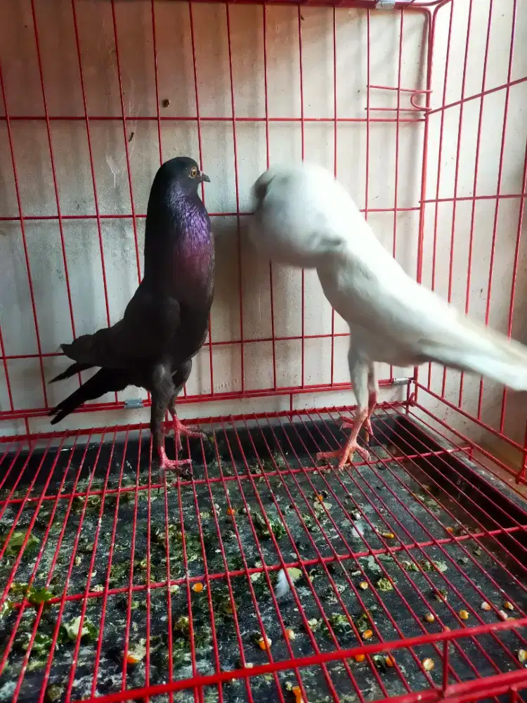 Merpati hias sepasang gondok bunner