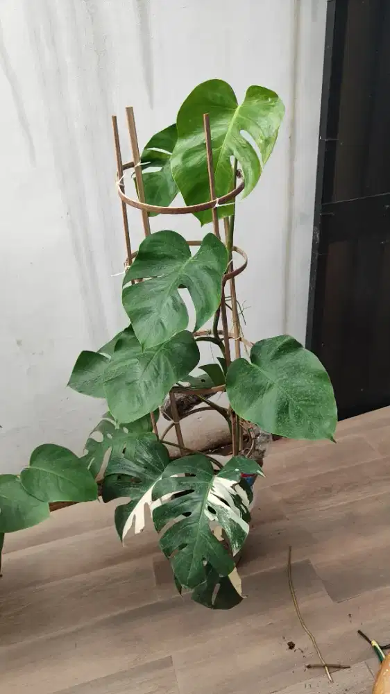 monstera variegata halfmoon