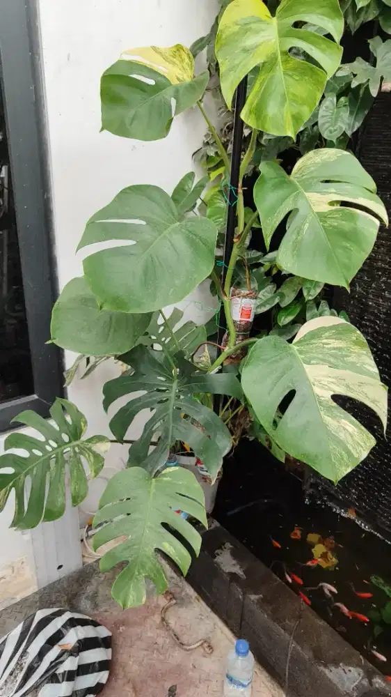 monstera marmorata medium big murah