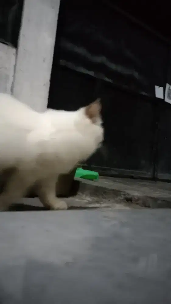 Kucing Himalaya Ragdoll Jantan