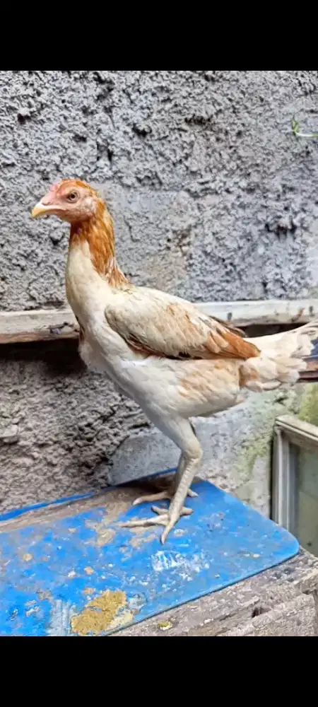 Biang Ayam pama Gen bulbi