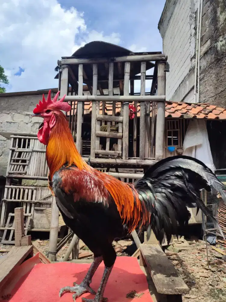 PELUNG MAGURO CIANJUR JUMBO MASUK FINAL