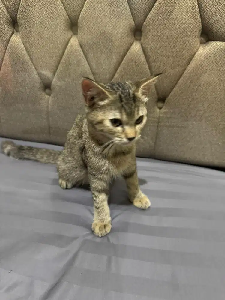 Kitten kucing persia mix bsh mujaer marble betina