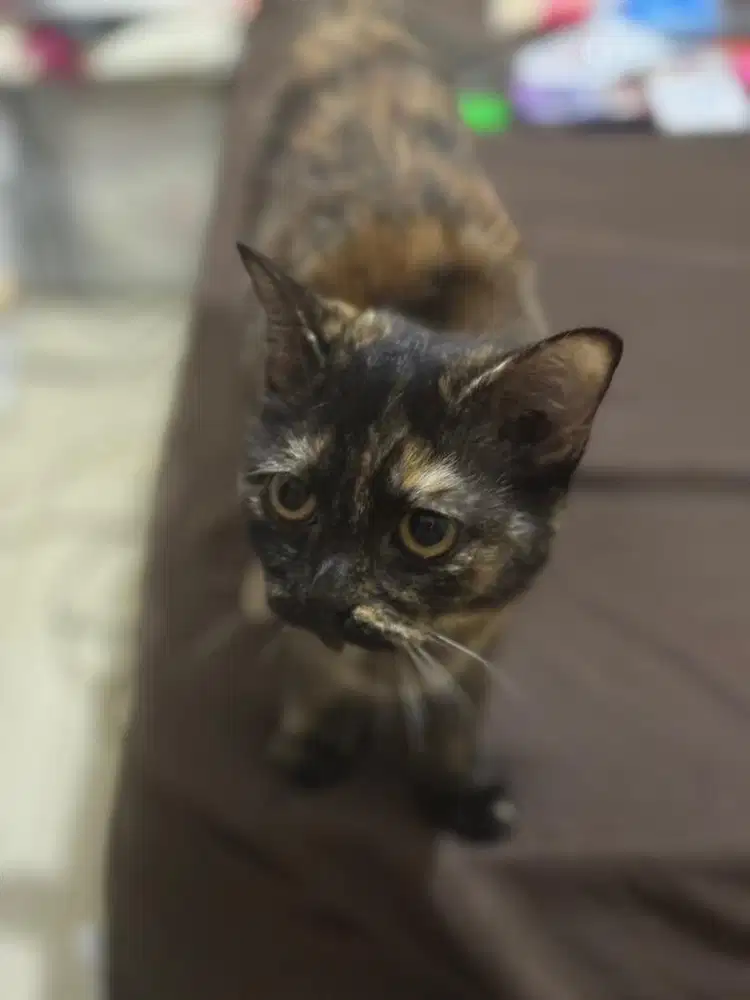 Kucing bsh mix persia