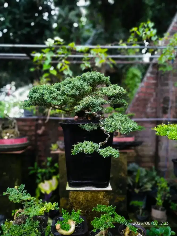 Jual bonsai saisimbur Vietnam