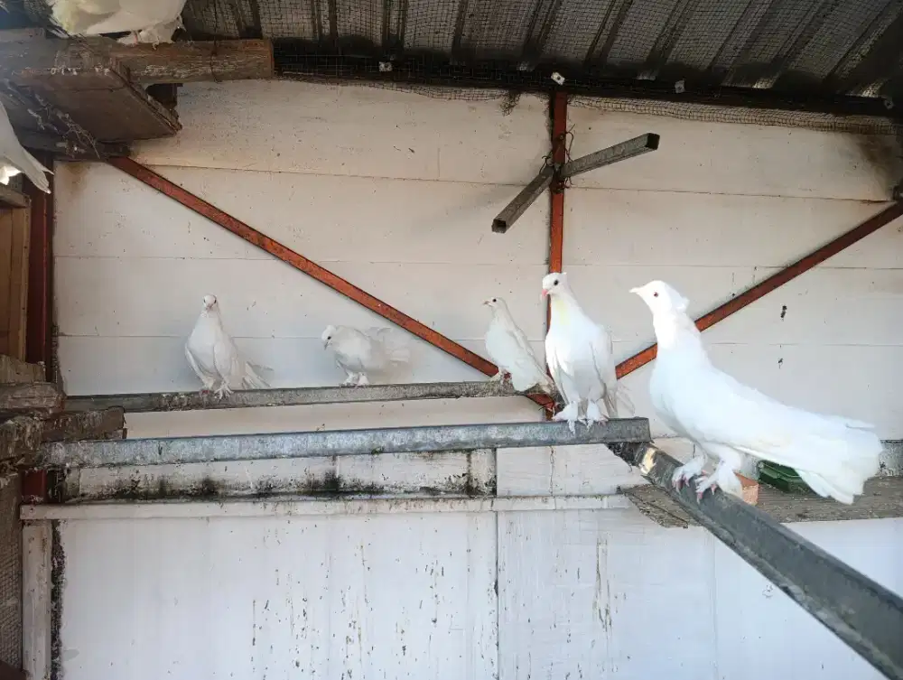 Jual Burung Merpati Kipas