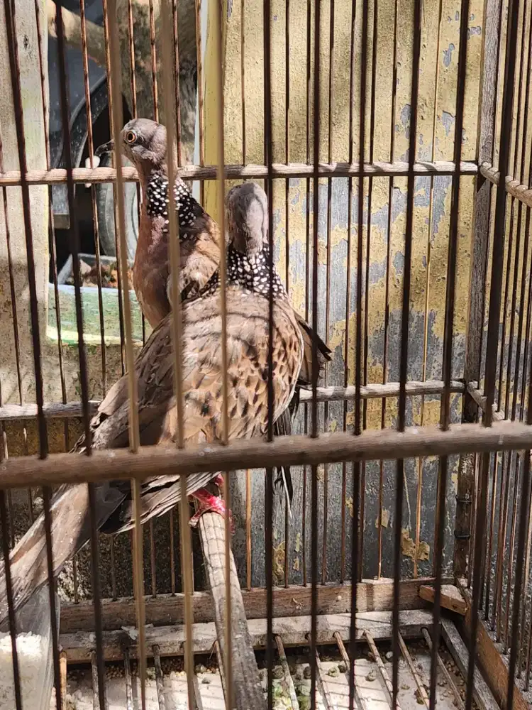 Sepasang Tekukur Kuk 1