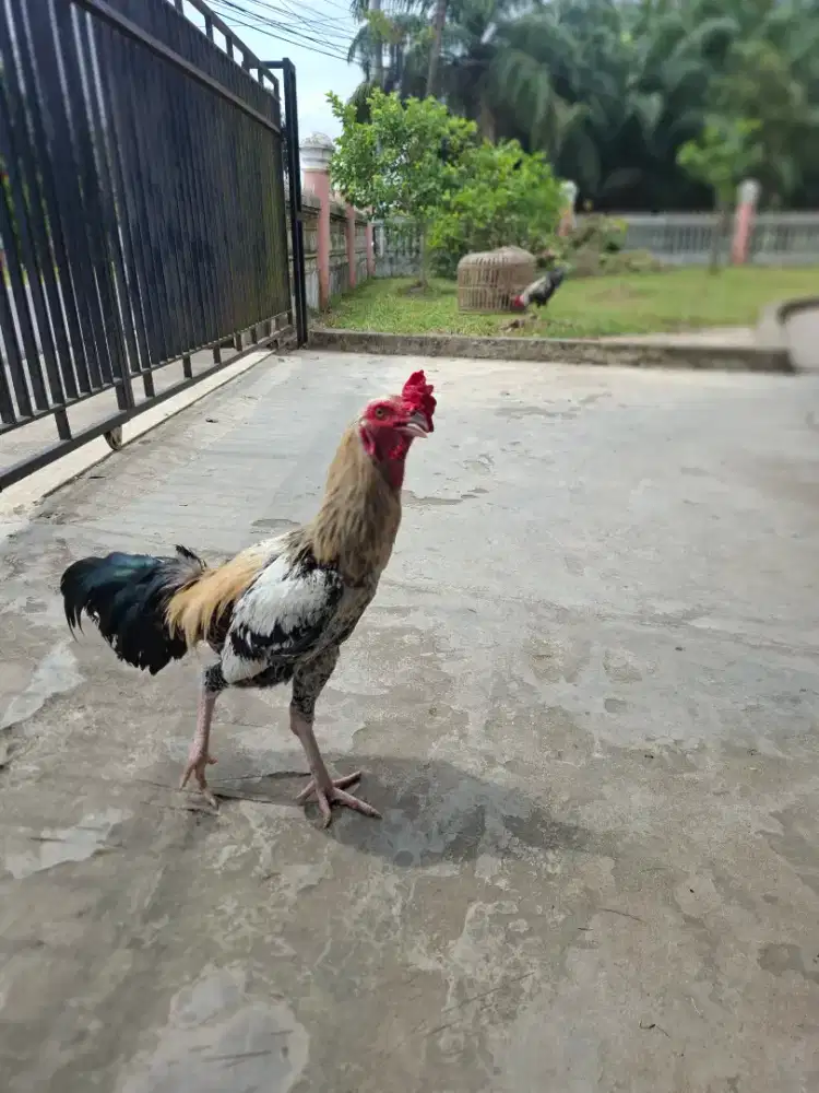 Dijual ayam istimewa