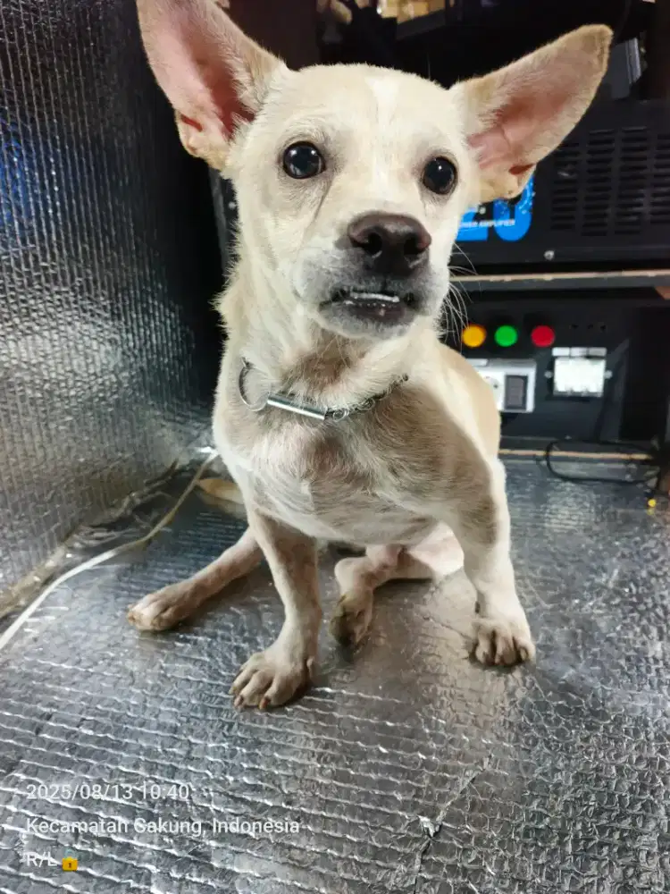 Anjing mix Beagle cihuahua jantan