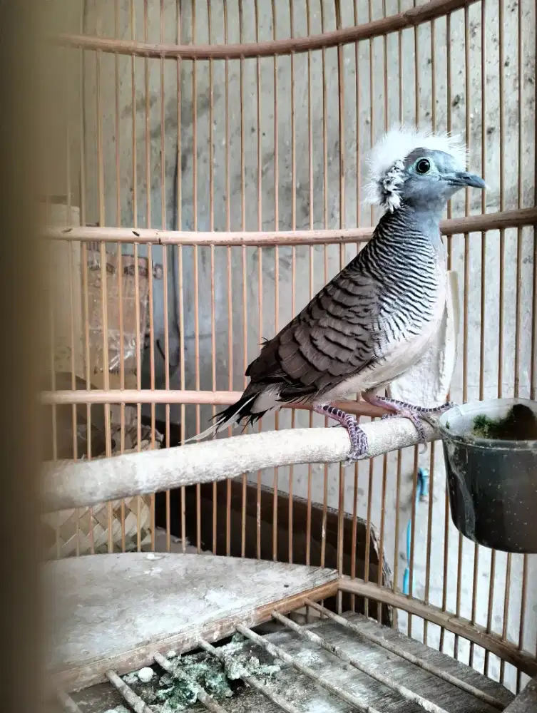 Perkutut Lokal Jambul Songgo Ratu - Jantan