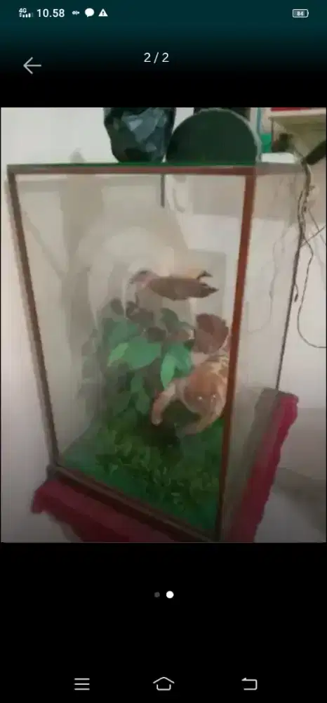 Pajangan rumah rajawali berbentuk kaca