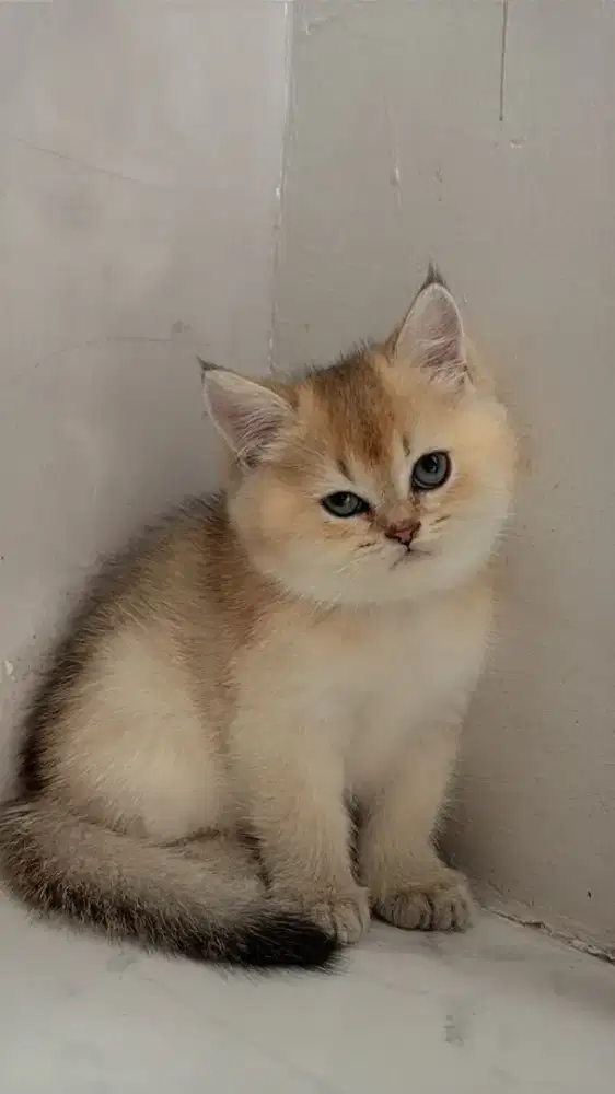 British Shorthair (BSH) Golden NY 12