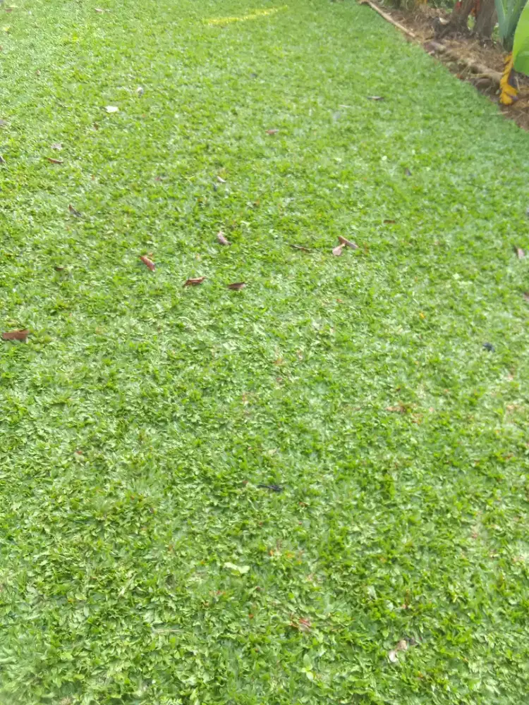 Tukang taman rumput gajah mini