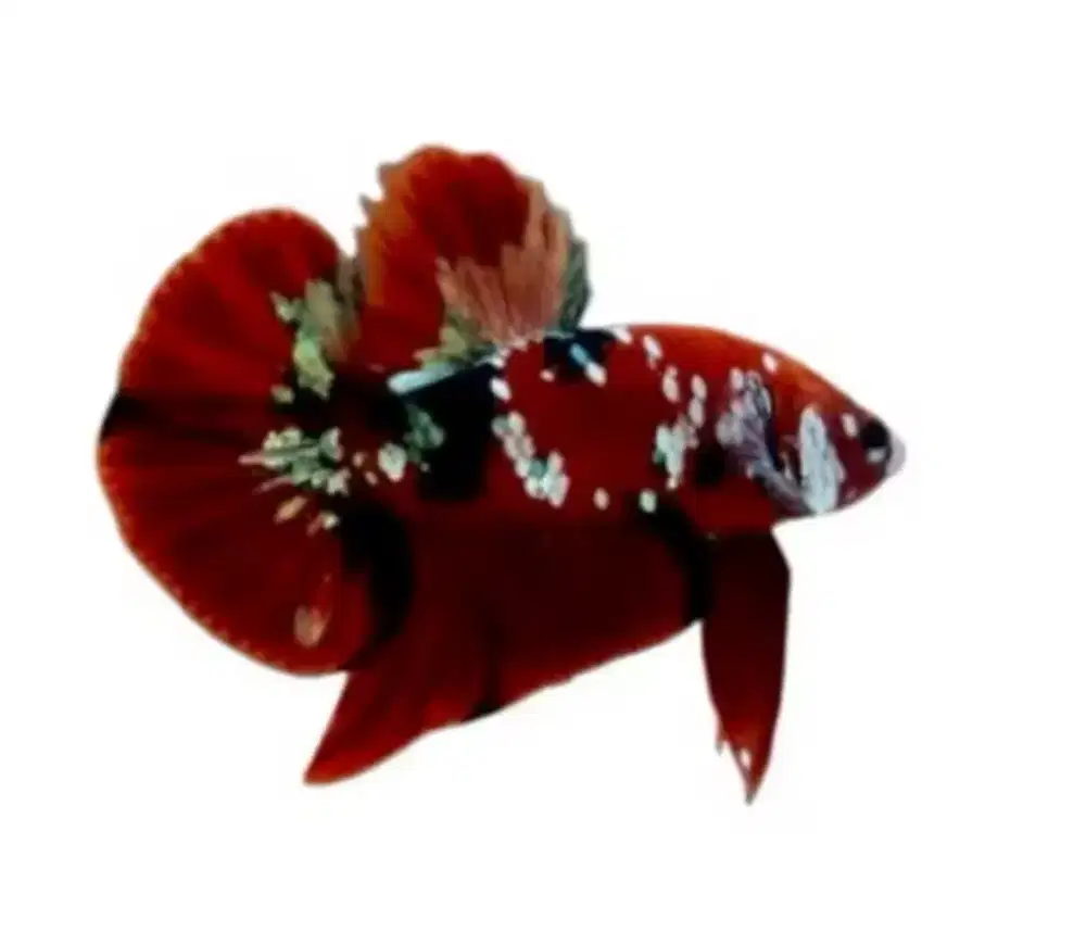 ikan cupang plakat dan Halfmoon size M