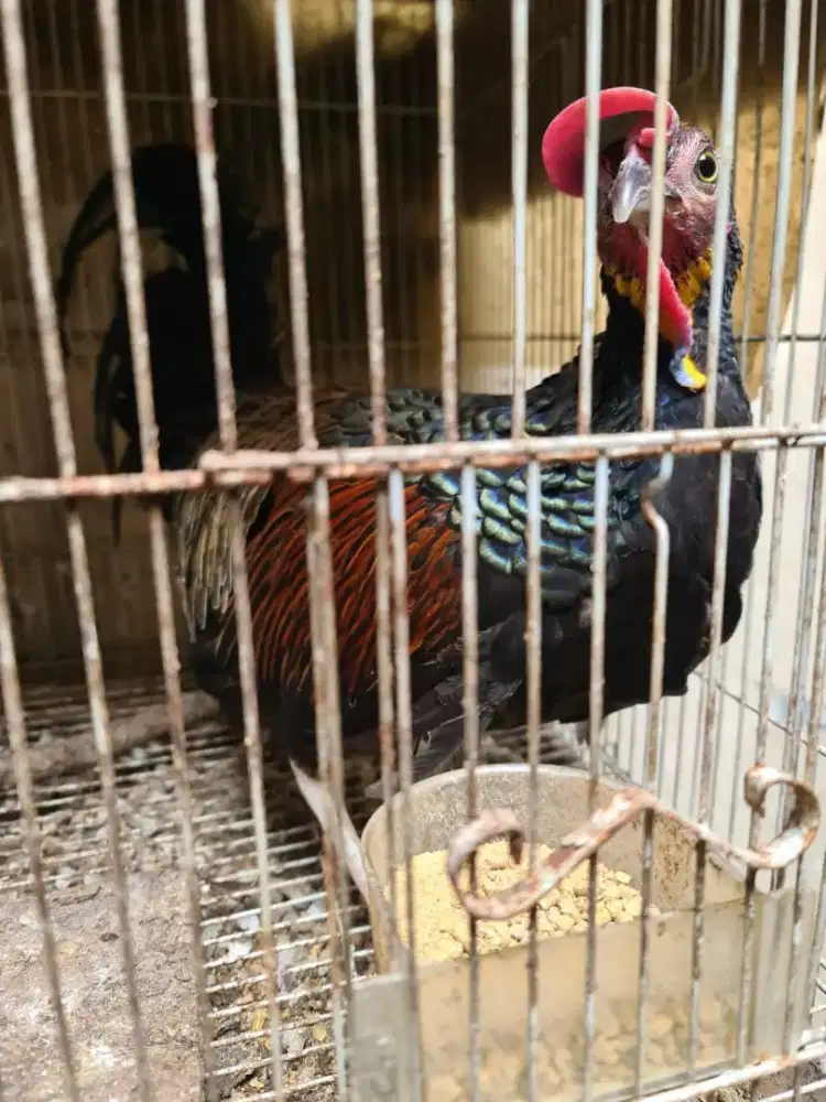 Ayam Hutan Hijau Banyuwangi Jantan