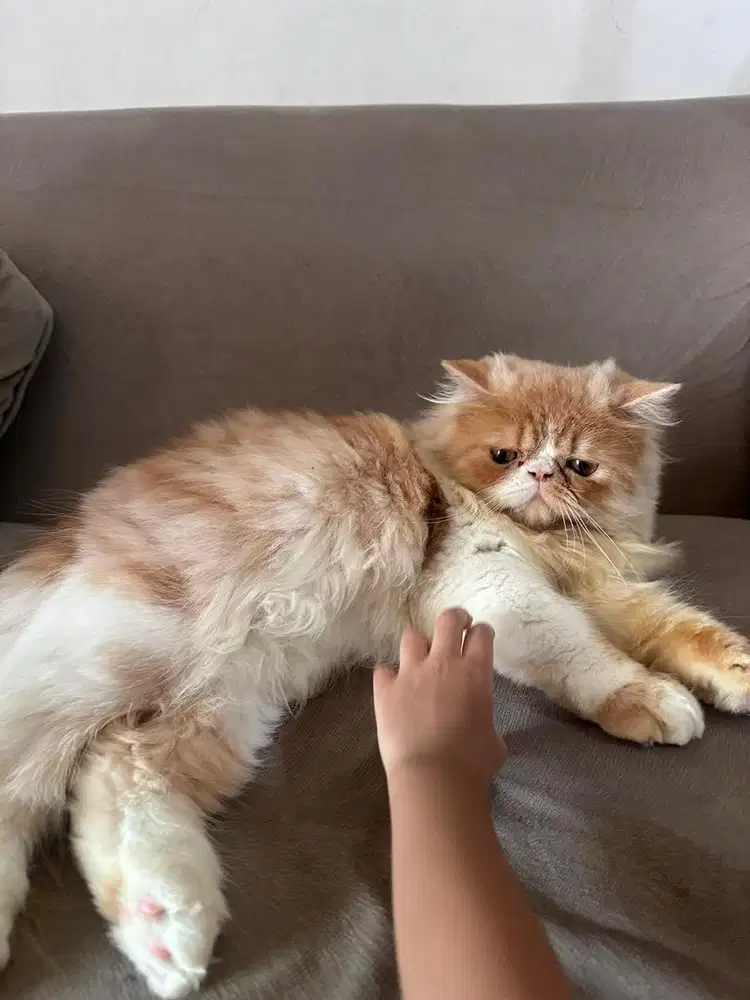 Kucing Persia Peak Nose Long Hair