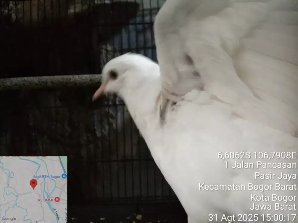 Puter Pelung Albino Mata Merah