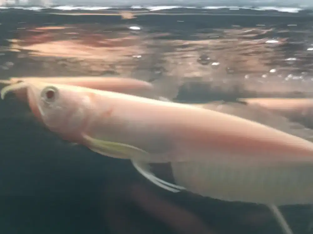 Ikan Arwana silver albino