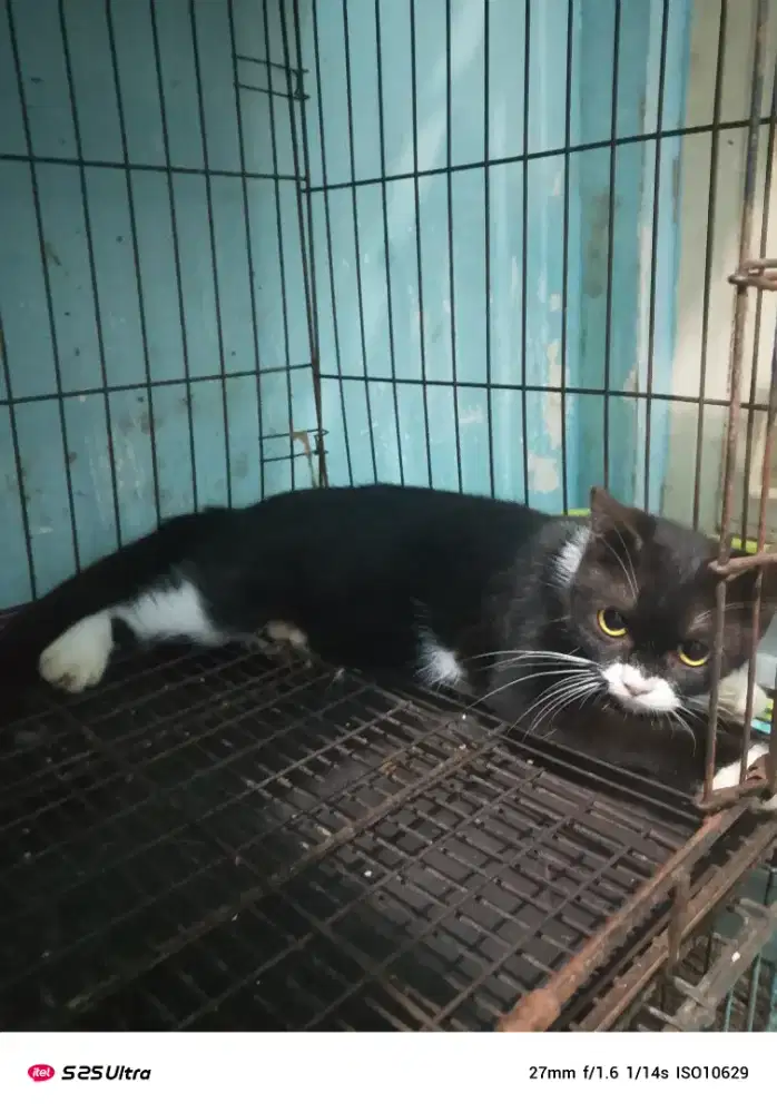 Kucing Persia // scottish straight (Exotic)