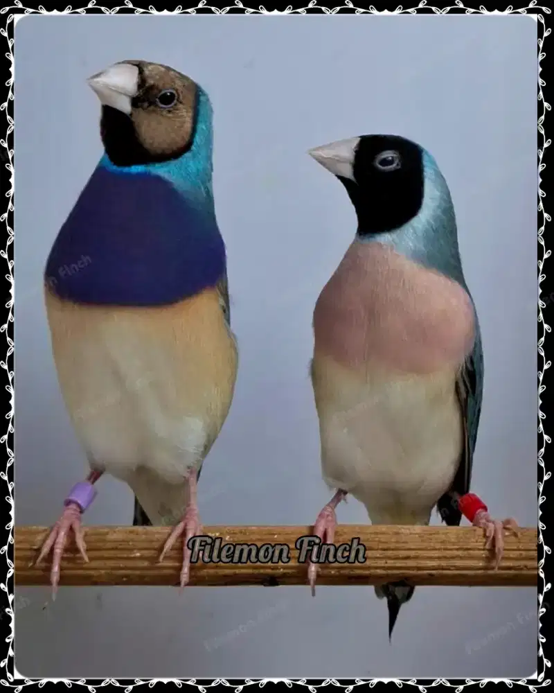 Burung Gould Amadine