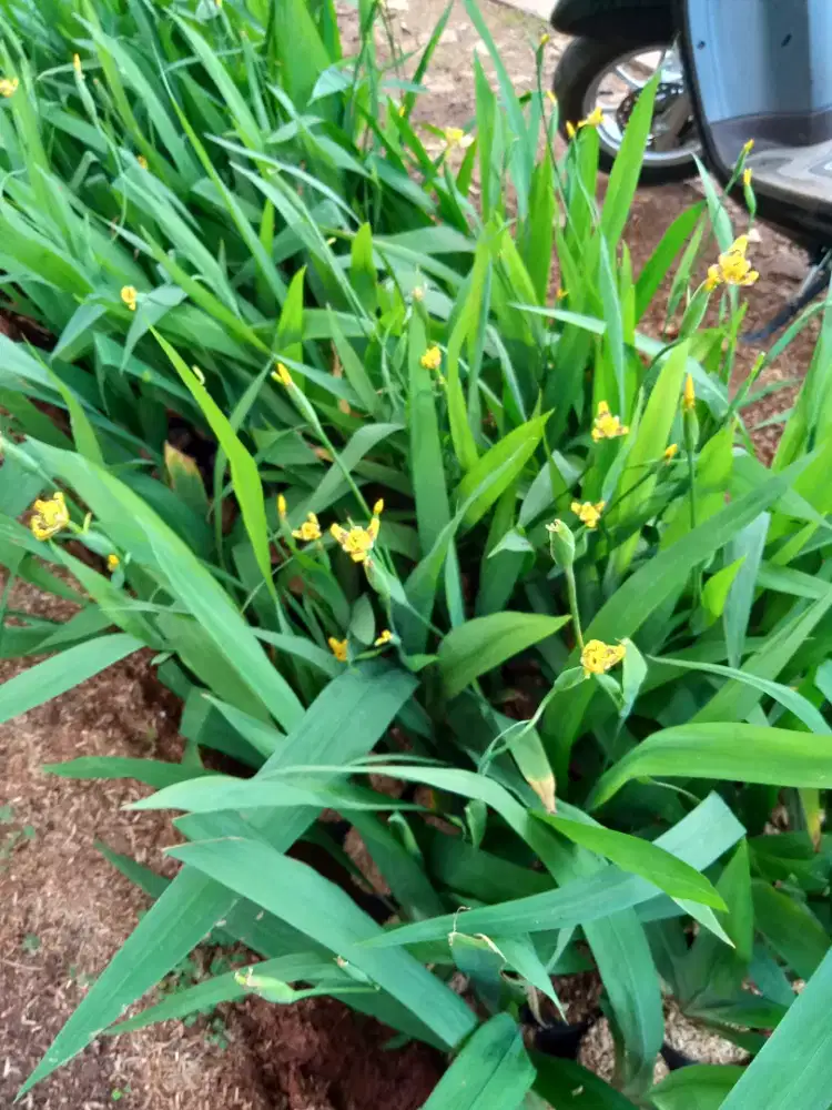 Tanaman hias pohon bunga airis