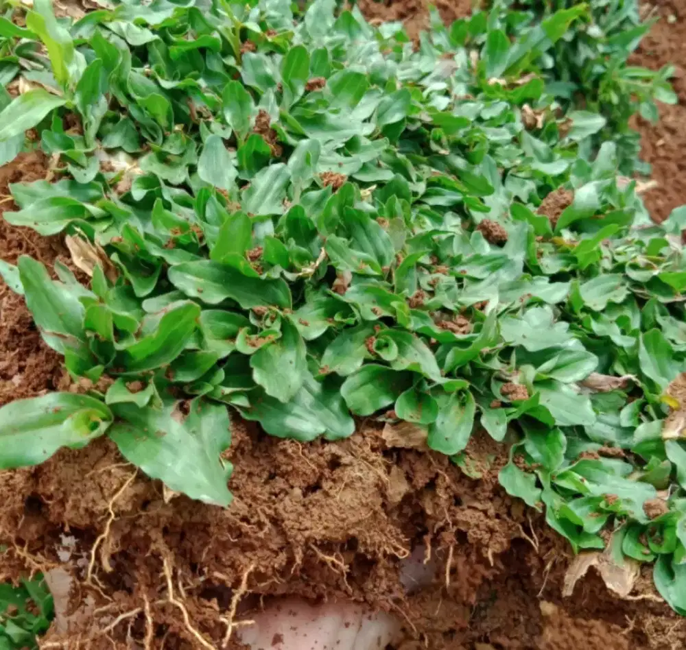 Pasang taman rumput gajah mini