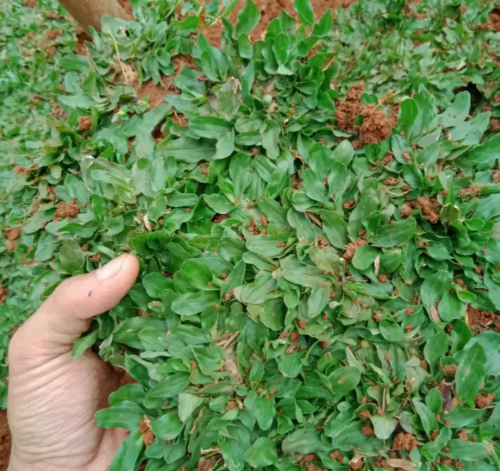 Rumput taman rumput gajah mini