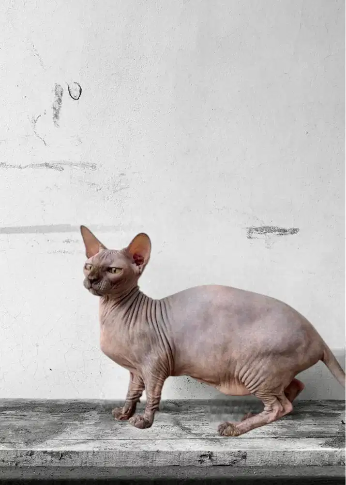 Kucing Bambino 3/4 HAMIL warna tortie bisa tt / barter BSH