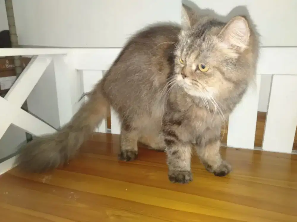 2 ekor Kucing Persian Flatnose Betina