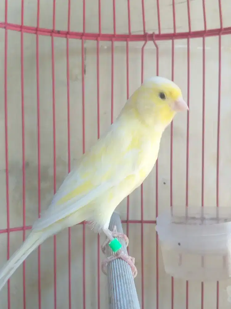 Kenari Spanish Timbrado Betina