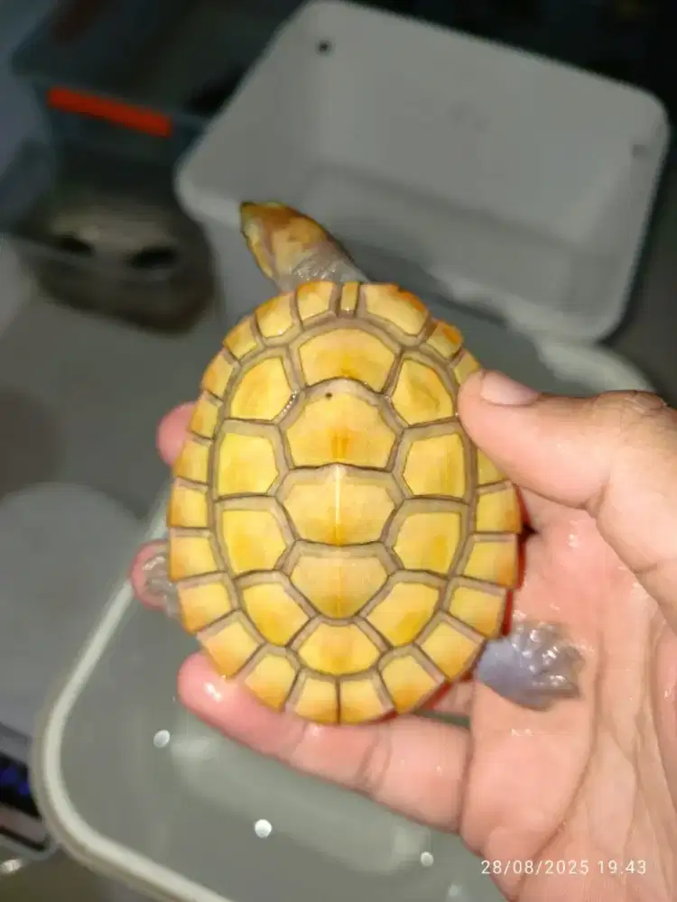 Kura kura damer super cerah