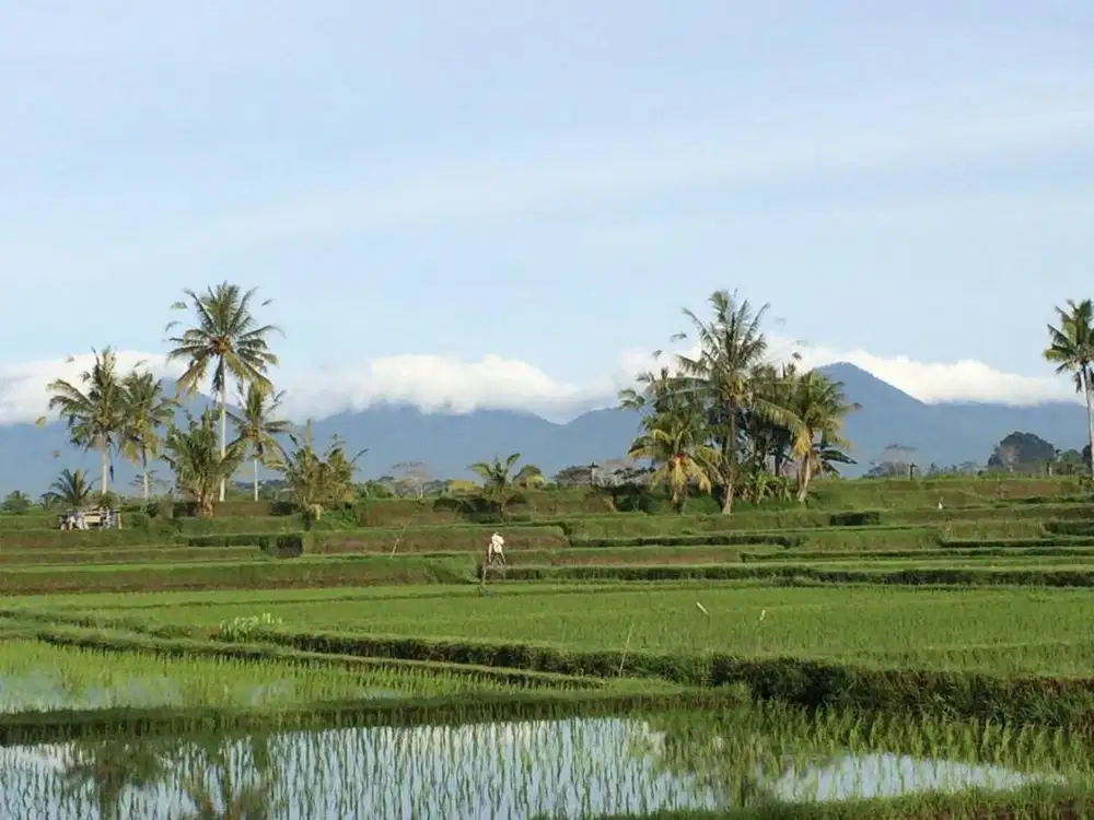 DIJUAL TANAH DEKAT THE BLANCO MUSEUM UBUD VIEW SAWAH DAN GUNUNG
