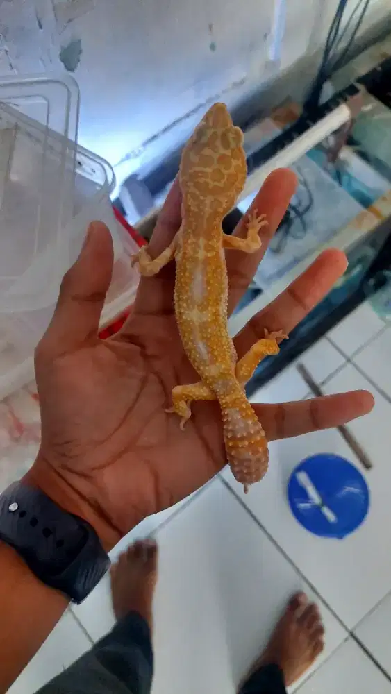borong aja gecko nego