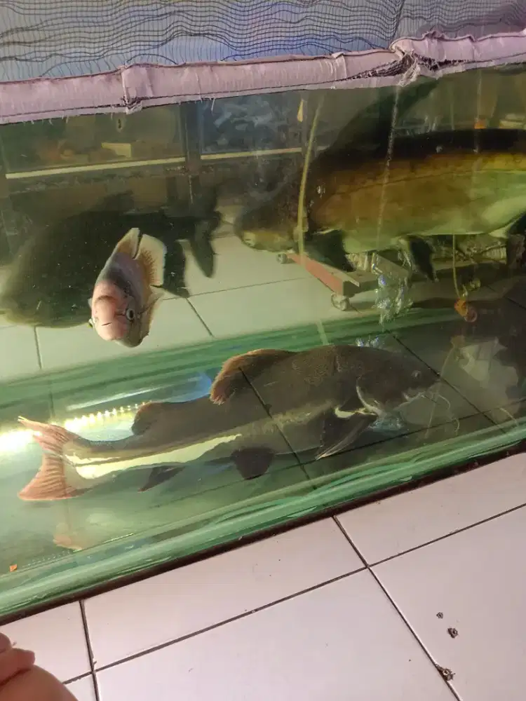 Jual ikan predator ukuran jumbo