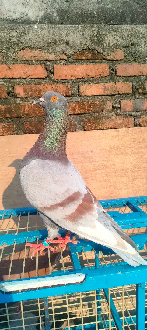 MERPATI KOLONG PLAYER