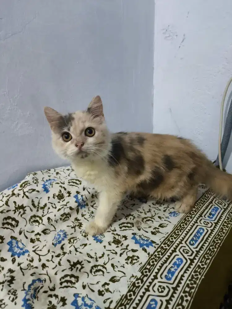 OPEN ADOPT KITTEN PERSIA MEDIUM BETINA