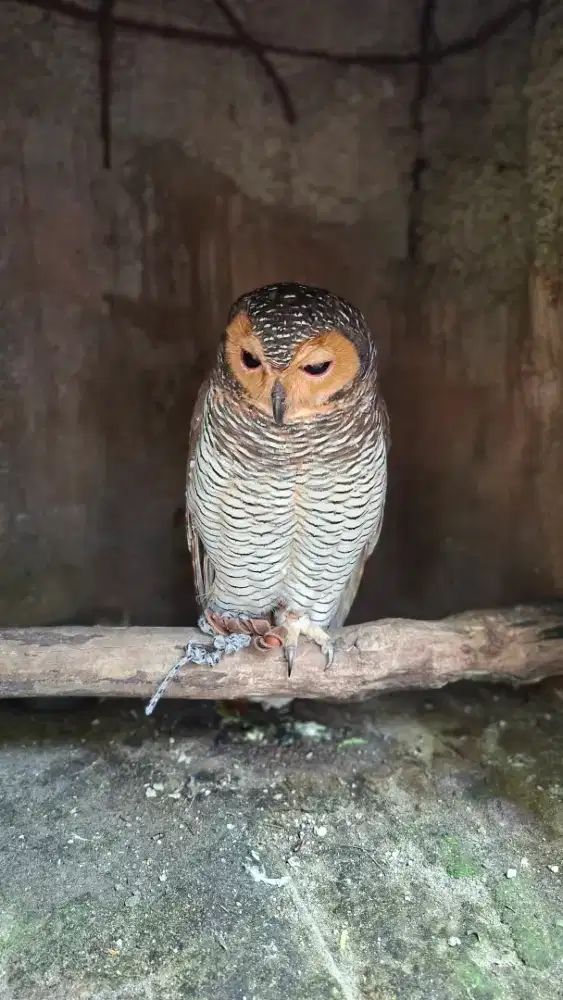 lowongan pekerjaan untuk bagian kordinator lapangan supervisor