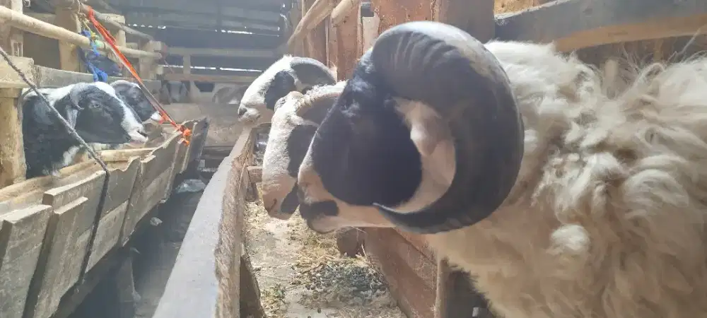 Domba Aqiqah Al-Furqon