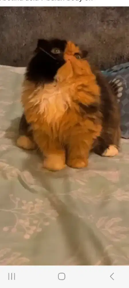 Kucing munchkin foldex calico