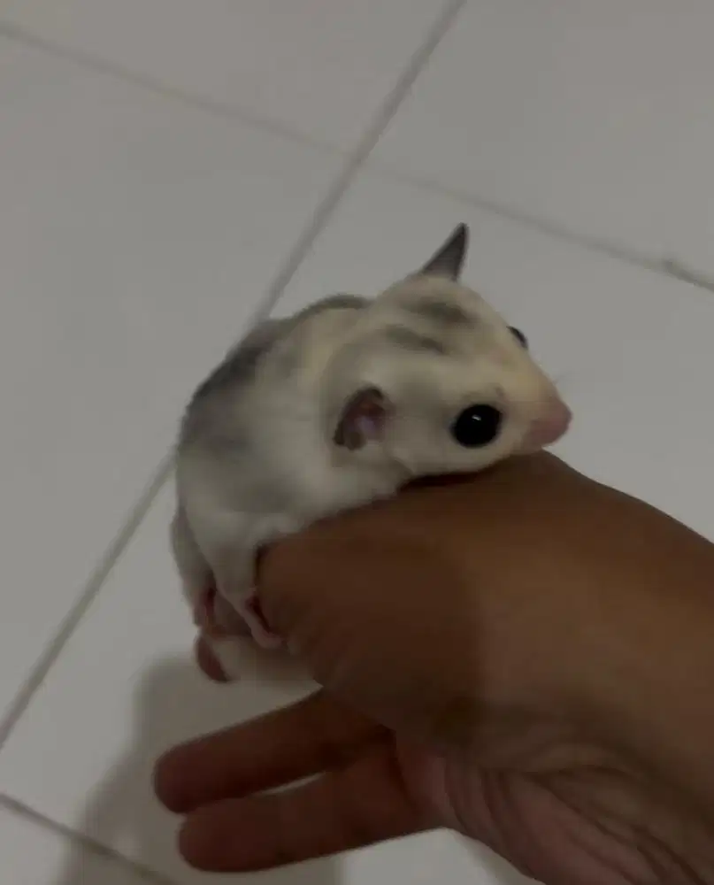 Sugar glider platinum mozaic