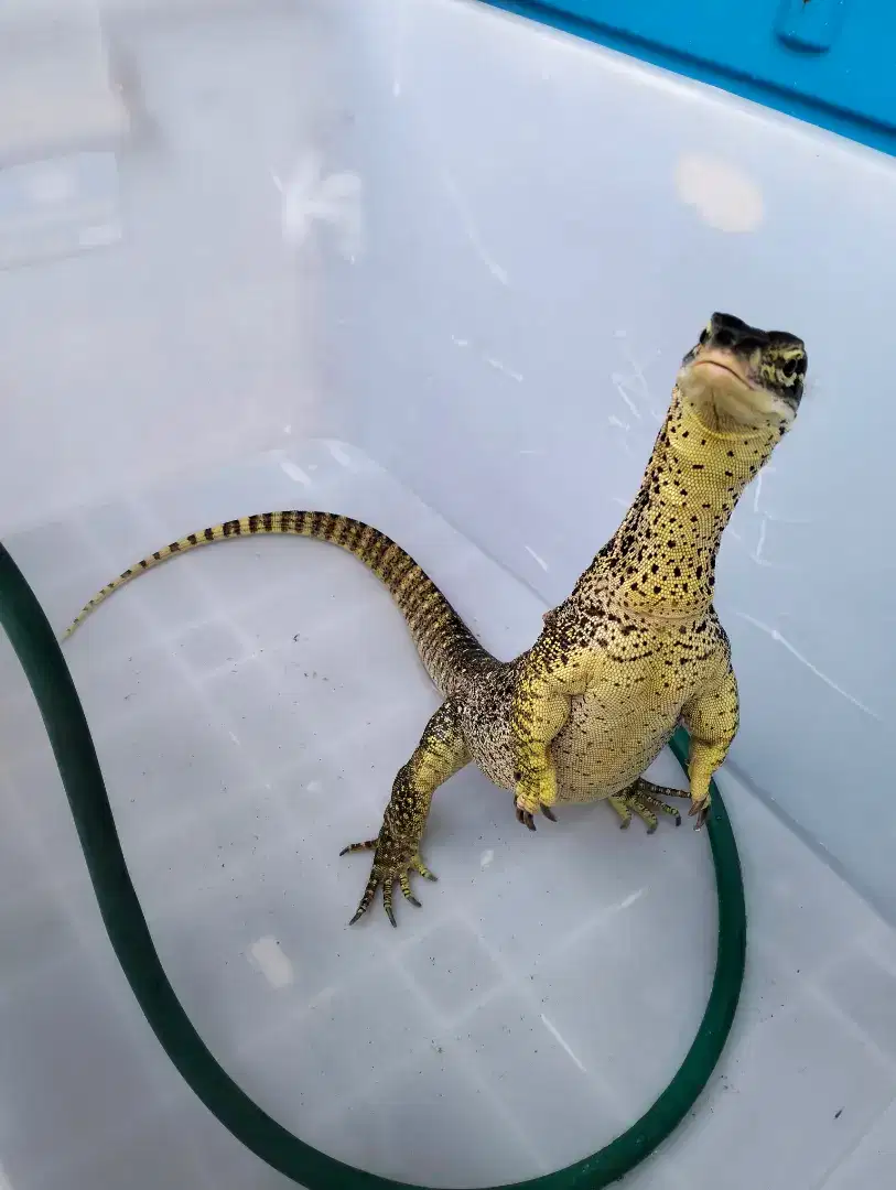 Varanus Argus monitor