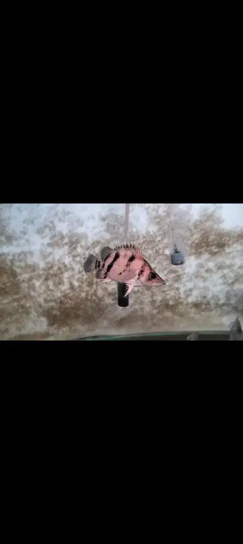 Ikan datz  3 bar fuzzy