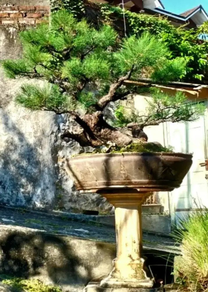 Bonsai Cemara Udang.