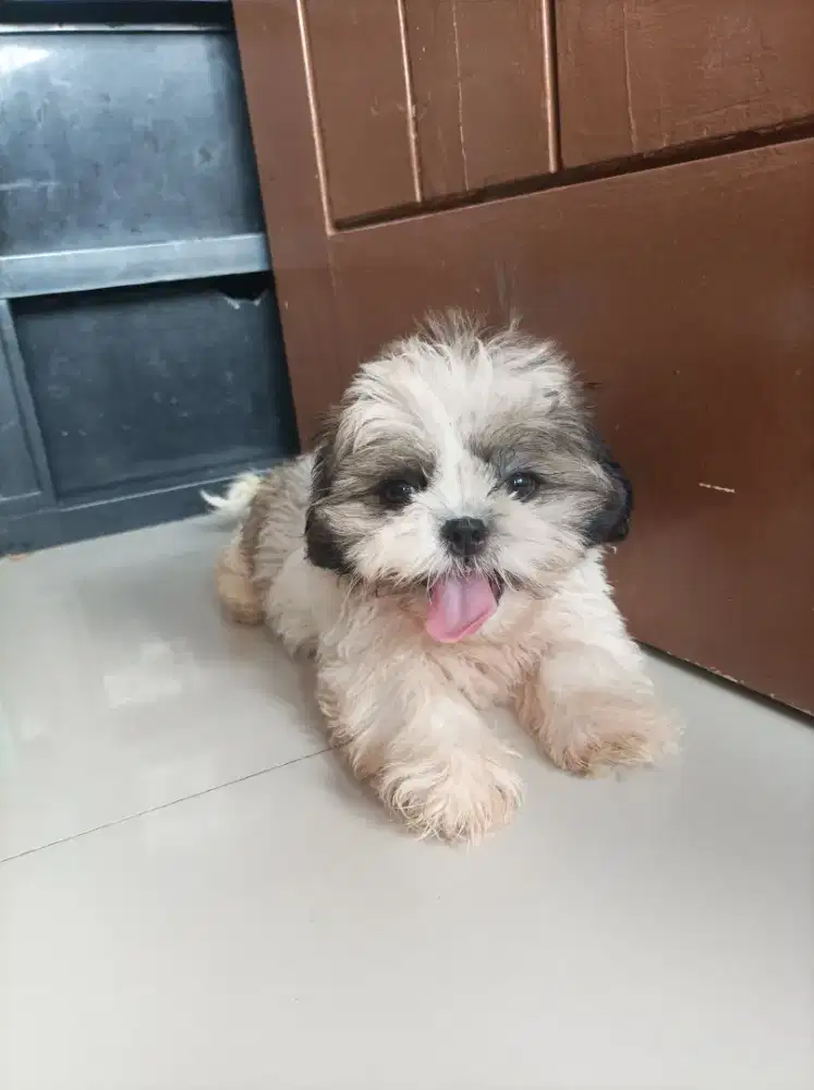Shih Tzu puppies