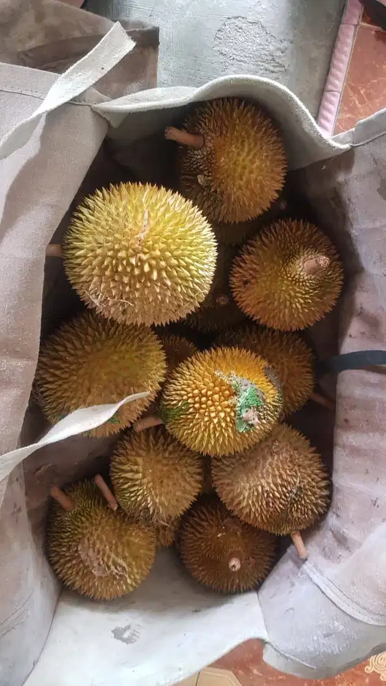 KEBUN DURIAN PRODUKTIF 5290m² • MOBIL MASUK • LOKASI MANCAK, SERANG